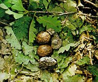 Bondrée apivore. Oeufs. Cliquer pour agrandir l'image.