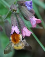 Bourdon des champs. Sur pulmonaire, Villars. Cliquer pour agrandir l'image.