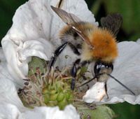 Bourdon des champs. Cliquer pour agrandir l'image.