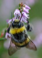 Bourdon terrestre. Sur callune, Les Roches. Cliquer pour agrandir l'image.