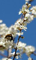 Bourdon terrestre. Sur prunellier, Allagnat. Cliquer pour agrandir l'image.