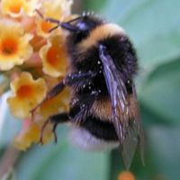 Bourdon terrestre. Sur buddleia. Cliquer pour agrandir l'image.