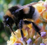Bourdon terrestre. Sur buddleia. Cliquer pour agrandir l'image.