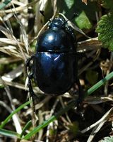 Bousier. Sauterre. Cliquer pour agrandir l'image.