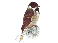 Bruant des roseaux. Cliquer pour agrandir l'image.
