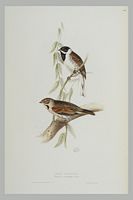 Bruant des roseaux. Gravure Gould. Cliquer pour agrandir l'image.