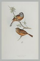 Bruant fou. Gravure Gould. Cliquer pour agrandir l'image.