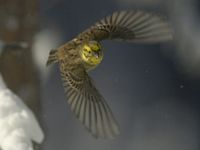 Bruant jaune. En vol. Cliquer pour agrandir l'image.