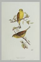 Bruant jaune. Gravure Gould. Cliquer pour agrandir l'image.