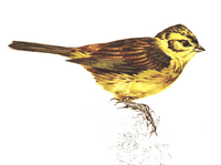 Bruant jaune. Dessin. Cliquer pour agrandir l'image.