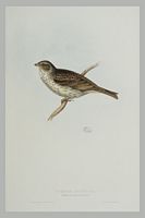 Bruant proyer. Gravure Gould. Cliquer pour agrandir l'image.