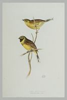 Bruant zizi. Gravure Gould. Cliquer pour agrandir l'image.