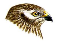 Tête de la femelle