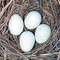 Busard cendré. Oeufs. Cliquer pour agrandir l'image.
