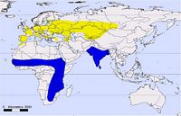 Busard cendré. Répartition. Cliquer pour agrandir l'image.