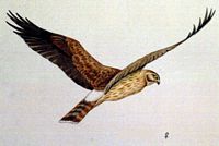 Busard saint-martin. Dessin de la femelle en vol. Cliquer pour agrandir l'image.