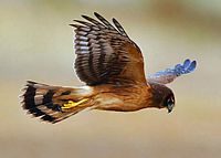 Busard saint-martin. Femelle en chasse. Cliquer pour agrandir l'image.