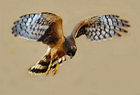 Busard saint-martin. Femelle en chasse. Cliquer pour agrandir l'image.