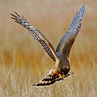 Busard saint-martin. Femelle en chasse. Cliquer pour agrandir l'image.