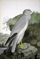 Busard saint-martin. Aquarelle. Cliquer pour agrandir l'image.