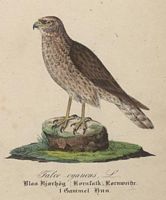Busard saint-martin. Dessin. Cliquer pour agrandir l'image.