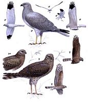 Busard saint-martin. Planche d'identification. Cliquer pour agrandir l'image.
