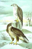 Buse variable. Planche d'identification. Cliquer pour agrandir l'image.