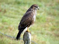 Buse variable. Cliquer pour agrandir l'image.