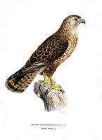 Buse variable. Planche d'identification von Wright. Cliquer pour agrandir l'image.