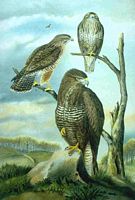 Buse variable. Planche d'identification Naumann. Cliquer pour agrandir l'image.