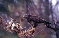 Buse variable. Cliquer pour agrandir l'image.