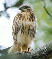 Buse variable. Posée. Cliquer pour agrandir l'image.