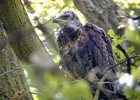 Buse variable. Juvénile. Cliquer pour agrandir l'image.