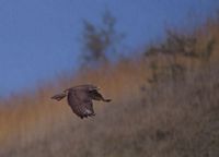 Buse variable. En vol. Cliquer pour agrandir l'image.