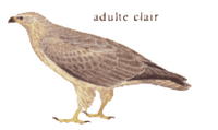 Buse variable. Dessin adulte clair. Cliquer pour agrandir l'image.