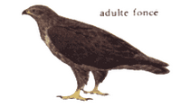 Buse variable. Dessin adulte fonce. Cliquer pour agrandir l'image.