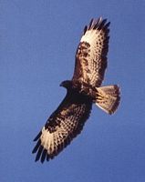 Buse variable. En vol. Cliquer pour agrandir l'image.