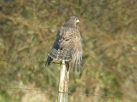 Buse variable. Sur un piquet. Cliquer pour agrandir l'image.