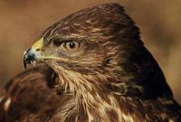 Buse variable. Cliquer pour agrandir l'image.