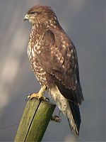 Buse variable. Cliquer pour agrandir l'image.