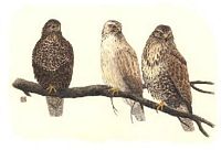 Buse variable. Dessin. Cliquer pour agrandir l'image.