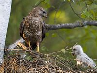 Buse variable. Au nid. Cliquer pour agrandir l'image.