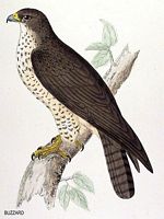 Buse variable. Dessin. Cliquer pour agrandir l'image.