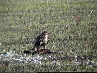 Buse variable. Proie. Cliquer pour agrandir l'image.