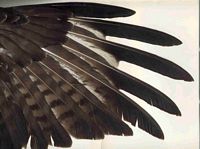 Buse variable. Plumes. Cliquer pour agrandir l'image.