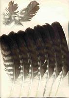 Buse variable. Plumes. Cliquer pour agrandir l'image.
