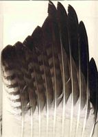 Buse variable. Plumes. Cliquer pour agrandir l'image.