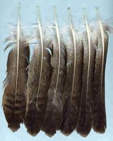 Buse variable. Plumes. Cliquer pour agrandir l'image.