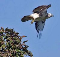 Buse variable. Envol. Cliquer pour agrandir l'image.