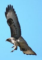 Buse variable. Attaquant. Cliquer pour agrandir l'image.